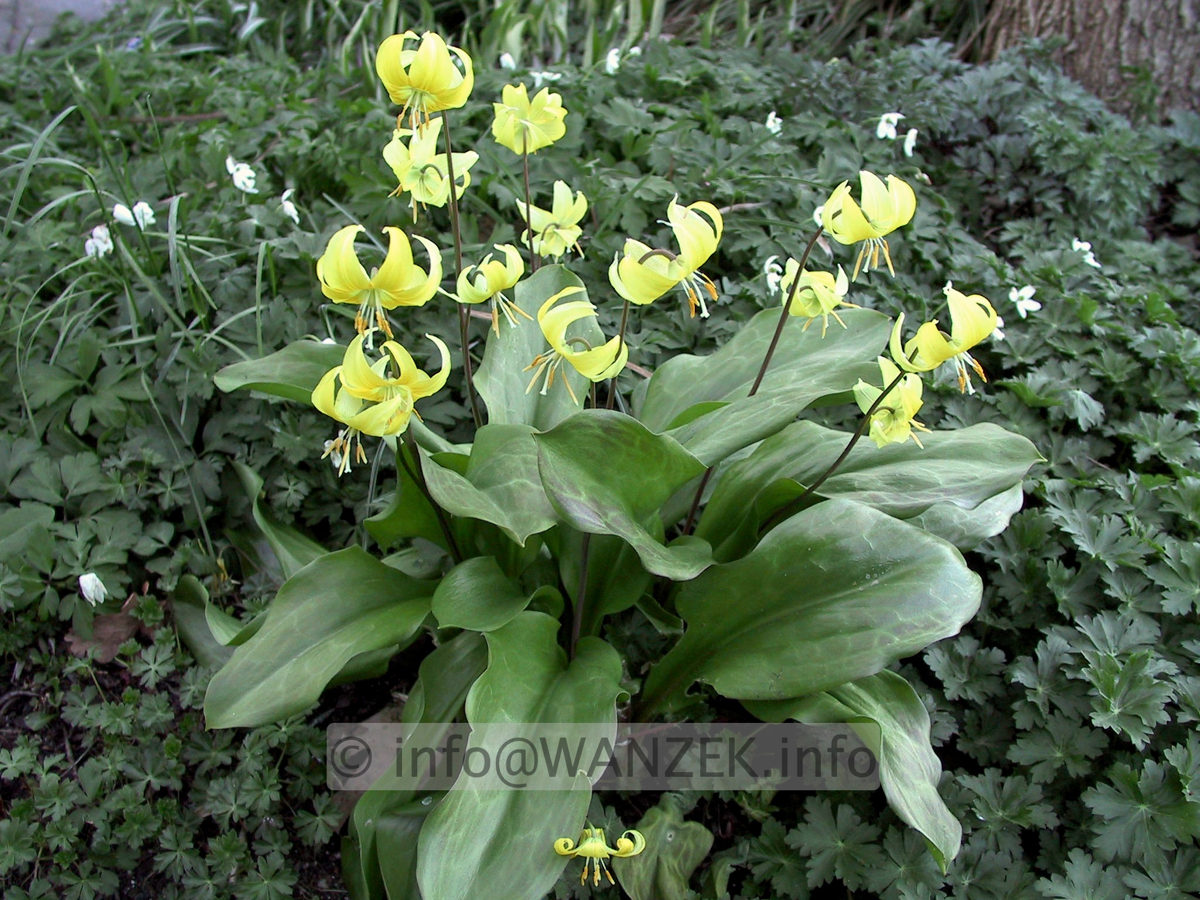 Erythronium tuolumnense Pagode 03.JPG